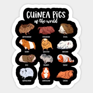 Cartoon guinea pigs - Type of Guinea pigs Sticker